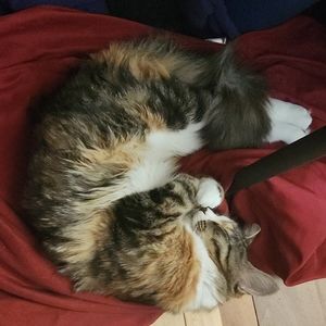 Meet your Posher, Ainsley